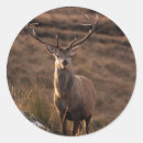 Search for red stag stickers Antlers