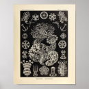 Search for vintage spiral posters Ocean