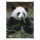 Search for giant posters Bamboo