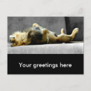 Search for animals photo postcards Lion