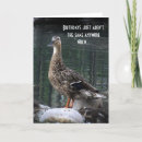 Search for duck birthday cards Mallard