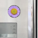 Search for aster magnets Botanical