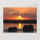 Search for herd postcards Brown