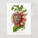 Search for passion postcards botanical