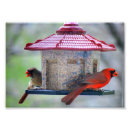 Search for male female cardinal art Wildlife