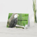 Search for bald eagles photography Wild birds