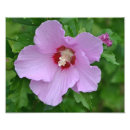 Search for sharon art Rose of sharon