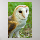 Search for owl lovers posters Cute