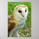 Search for barn owl posters Cute