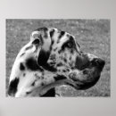 Search for great dane posters Pets