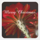 Search for christmas cactus stickers Succulent