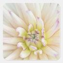 Search for dahlia blossom stickers Plant