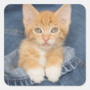 Search for jeans stickers Orange