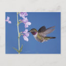 Search for iridescence postcards Animal