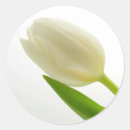 Search for white tulips stickers Nature