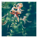 Search for tiger lily art Photography