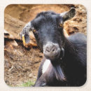 Search for goat coasters Nature