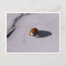 Search for beetle postcards Nature photography
