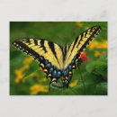 Search for lantana postcards Yellow