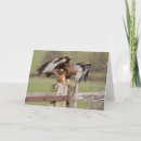 Search for red kite cards Flight