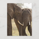 Search for africana postcards Nature