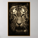 Search for tiger face posters Big cat