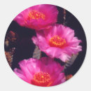 Search for beavertail Botanical