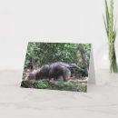 Search for anteater cards Animal