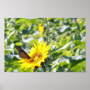 Search for butterfly sunflower posters Monarch