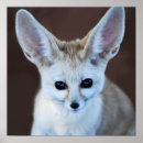 Search for fennec fox posters Foxes