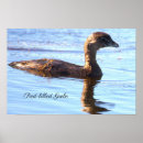 Search for grebes Birds