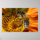 Search for macros posters Insects