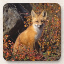 Search for omnivorous coasters Omnivore