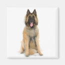Search for belgian photography Animal