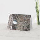 Search for nuthatches cards Animal