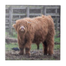 Search for horned tiles Cow