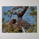 Search for baby eagle posters Bald