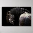Search for friesian posters Stallion