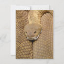 Search for snake cards Witchcraft