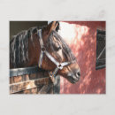 Search for stable postcards Animal