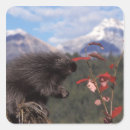 Search for porcupine stickers Rodent