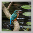Search for kingfisher painting art Wildlife