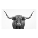 Search for texas longhorn art Cow