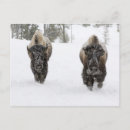 Search for freezing postcards Winter