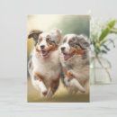 Search for australian shepherds cards Herding dog