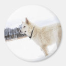 Search for snow white magnets Pet