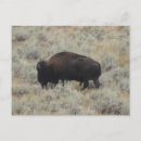 Search for graze photography Buffalo