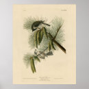 Search for titmouse posters Audubon