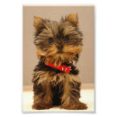 Search for yorkie posters Puppies