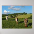 Search for donkey posters Farm